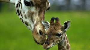 Sfondi animali HD per desktop - giraffe