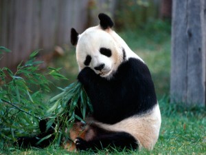 Sfondi-animali-HD-per-desktop-panda