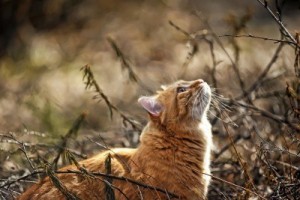 Sfondi desktop HD animali - gatto rosso