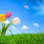 Sfondi HD natura per desktop - tulipani in primavera