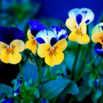 Sfondi fiori per desktop - viole del pensiero