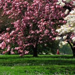 Sfondi primavera HD - alberi fioriti