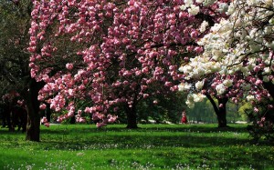 Sfondi primavera HD - alberi fioriti