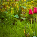 Sfondi primavera HD per desktop - tulipani