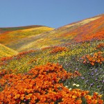 Sfondi primavera per desktop - campo fiorito