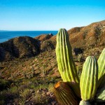 Sfondi-HD-natura-deserto-e-cactus