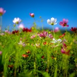 Sfondi HD natura - fiori di primavera