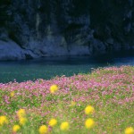 Sfondi HD natura - fiume e fiori