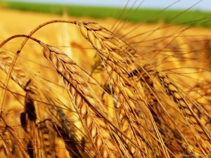 Sfondi HD natura - spighe di grano