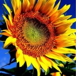 Sfondi HD iphone - girasole