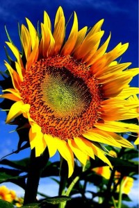 Sfondi HD iphone - girasole