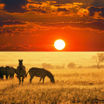 Sfondo HD paesaggio bellissimo savana e zebre