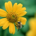 Sfondi HD natura ape sul fiore