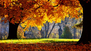 Sfondi HD natura bosco in autunno