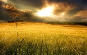 Sfondi HD natura campo di grano