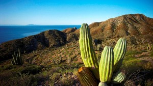 Sfondi-HD-natura-cactus