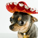 Sfondi cani chihuahua con sombrero