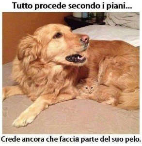 Immagine simpatica cane e gatto