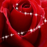 Gif animata buon San Valentino rosa rossa