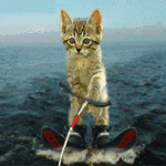 Gif animata gatto sugli sci d'acqua