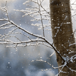 Gif animata inverno neve sui rami