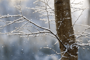 Gif animata inverno neve sui rami